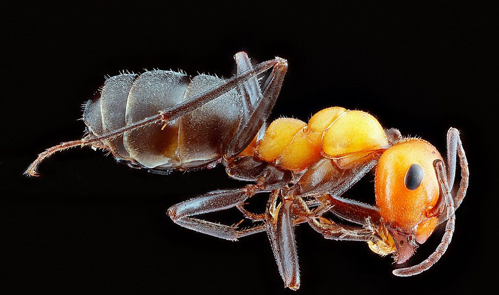 Ant Control service in Albany, OR