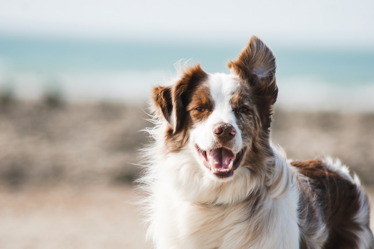Flea & Tick Control service in Albany, OR