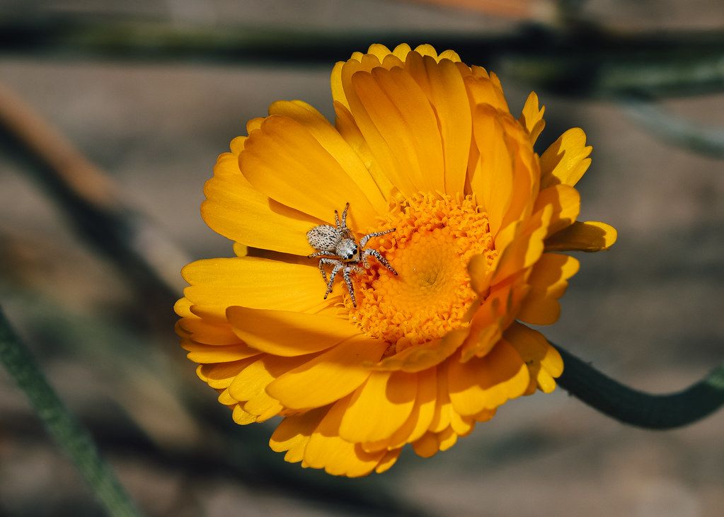 Spider Control service in Albany, OR